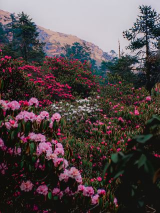 Nepal's Hidden Trekking Gem｜Secret Viewpoints in the Everest Region + Rhododendrons.