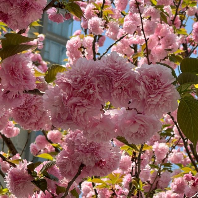 🌸貴陽限定！南明河畔的晚櫻盛宴，幸福感拉滿