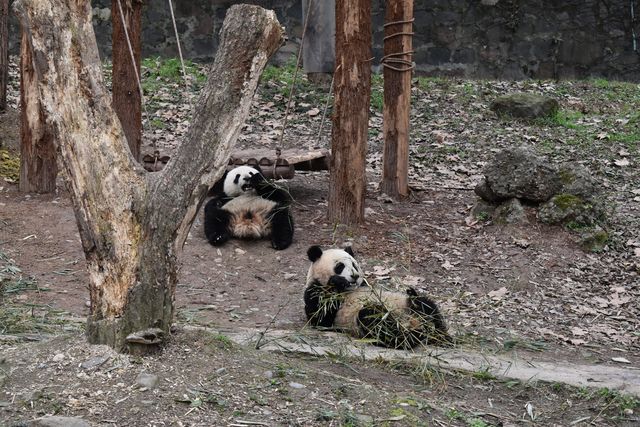 一個可以近距離看熊貓的地方，照片很不錯