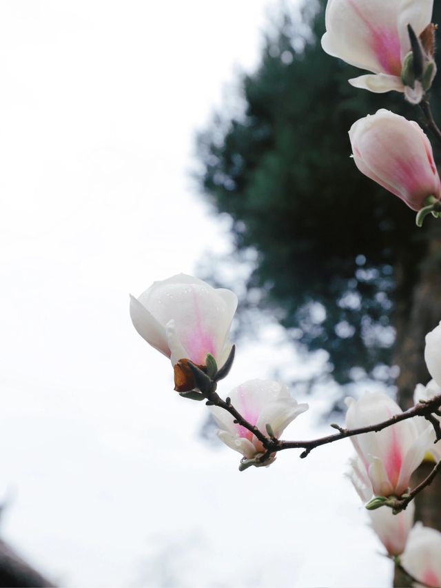 成都這家寺廟藏著玉蘭花的春天