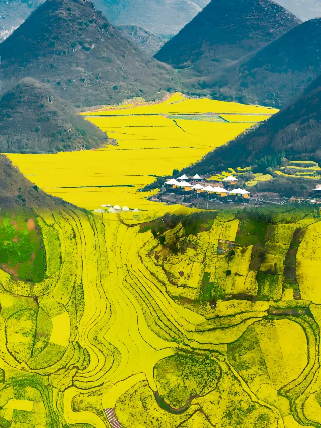 Miss it and wait another year! The world's largest sea of rapeseed flowers!