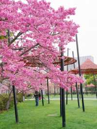 墜入花海！這個免費公園的含金量持續上升