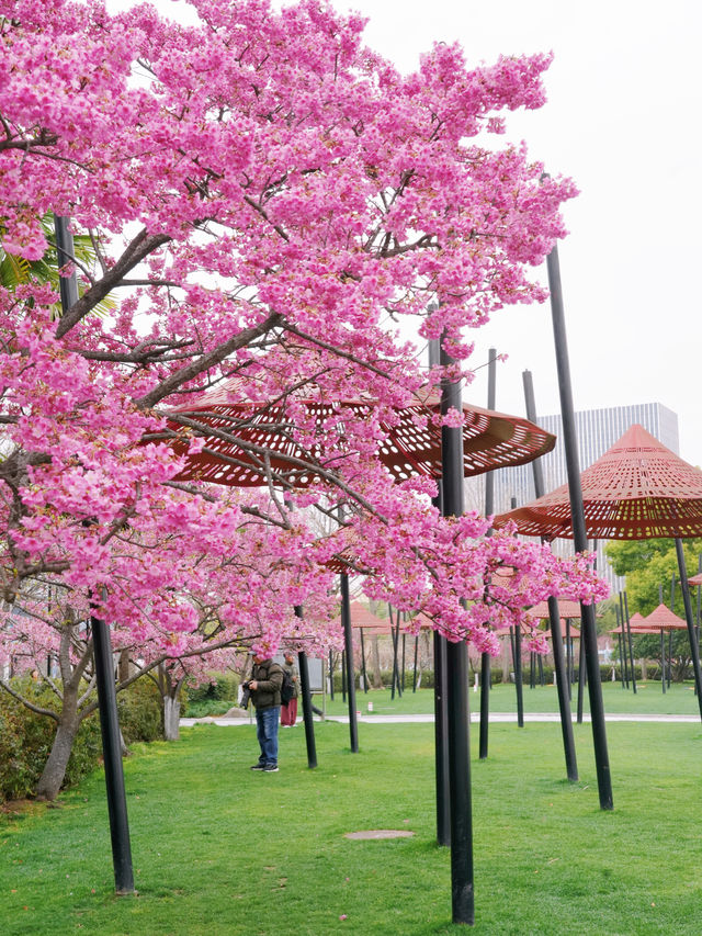 墜入花海！這個免費公園的含金量持續上升