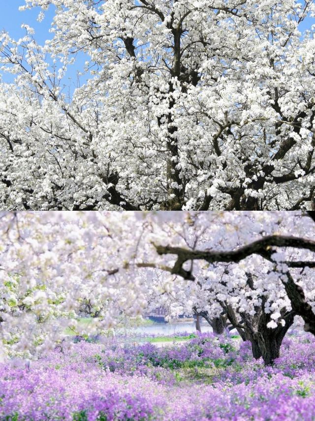 三台山宿遷梨蘭花好美