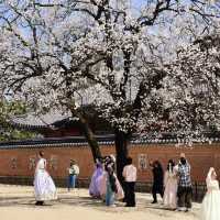 🌸韓國春日限定 | 景福宮的櫻花盛宴