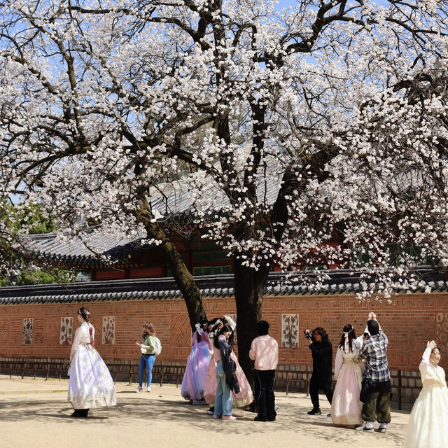 🌸韓國春日限定 | 景福宮的櫻花盛宴