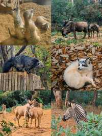 雲南野生動物園，萌趣大冒險