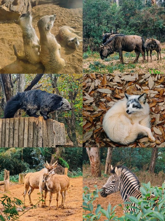 雲南野生動物園，萌趣大冒險