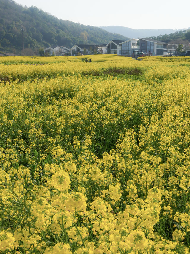 春分限定 南北湖油畫花海封神出片