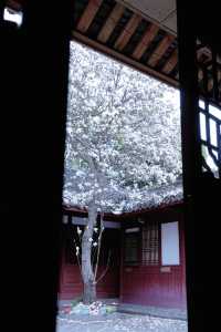 成都地鐵直達的小眾古寺，玉蘭花已經開爆了