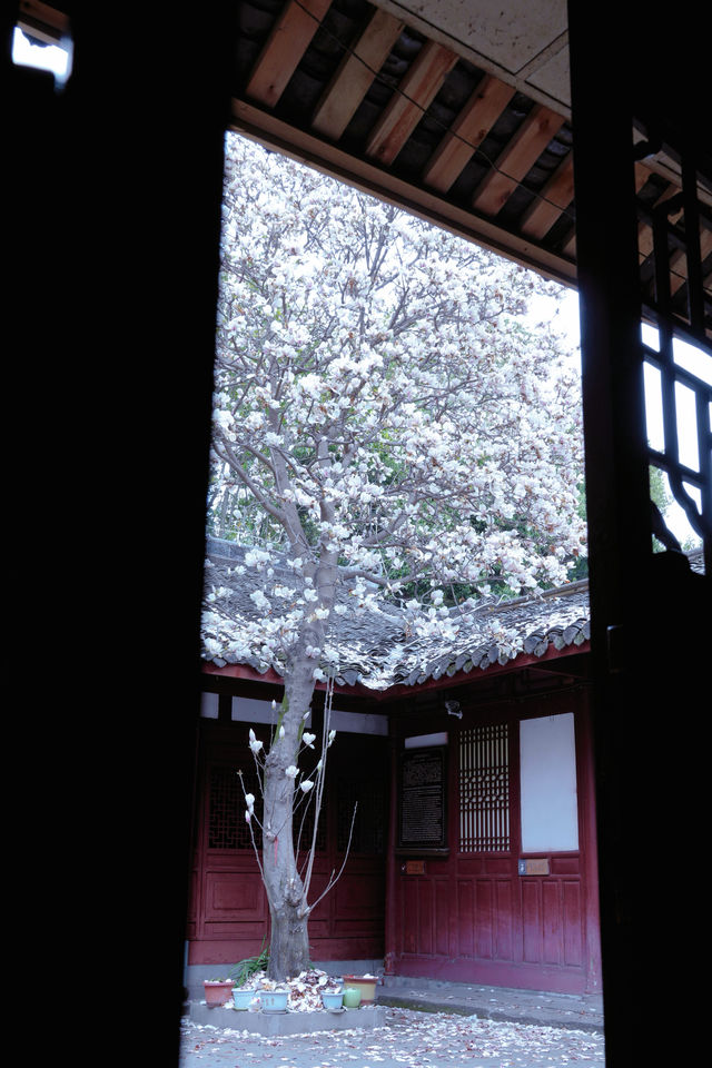 成都地鐵直達的小眾古寺，玉蘭花已經開爆了