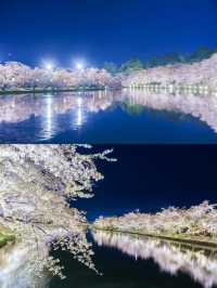 【青森】春日賞櫻～