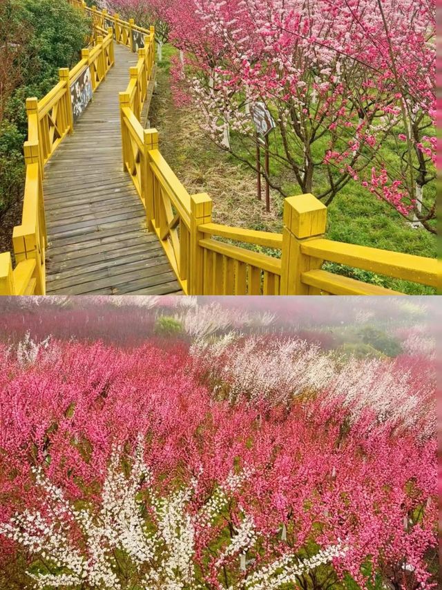 西安1.5小時去賞花 西北最大梅園梅花開