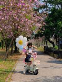 騎行郊遊賞花路線｜元闖進宮崎駿的春天