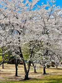 北京賞花了
