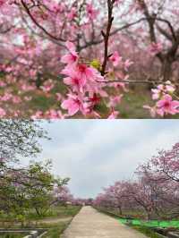 韶關櫻花公園