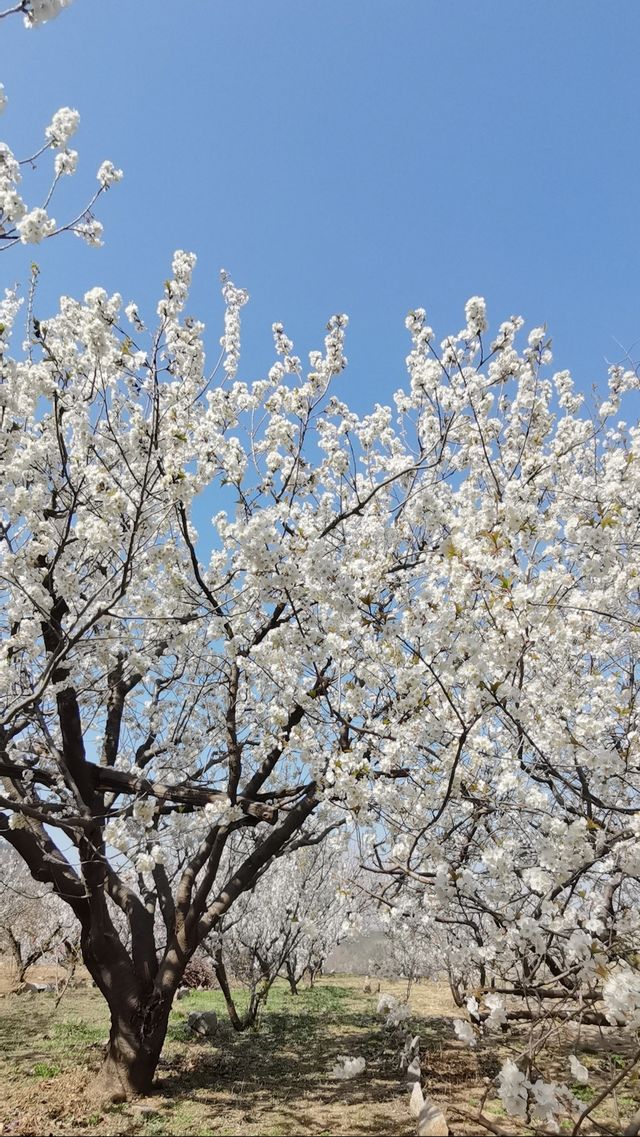 青島櫻花節賞花攻略：春日青島，粉白晚霞的童話世界。