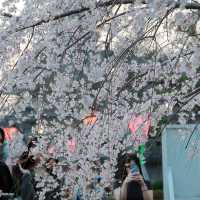 3.26🌸追櫻大成功！大阪城垂櫻已悄悄綻放