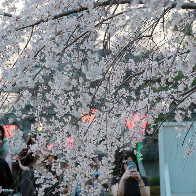 3.26🌸追櫻大成功！大阪城垂櫻已悄悄綻放