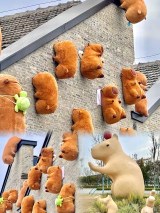 자싱, 정말 놀라워요!