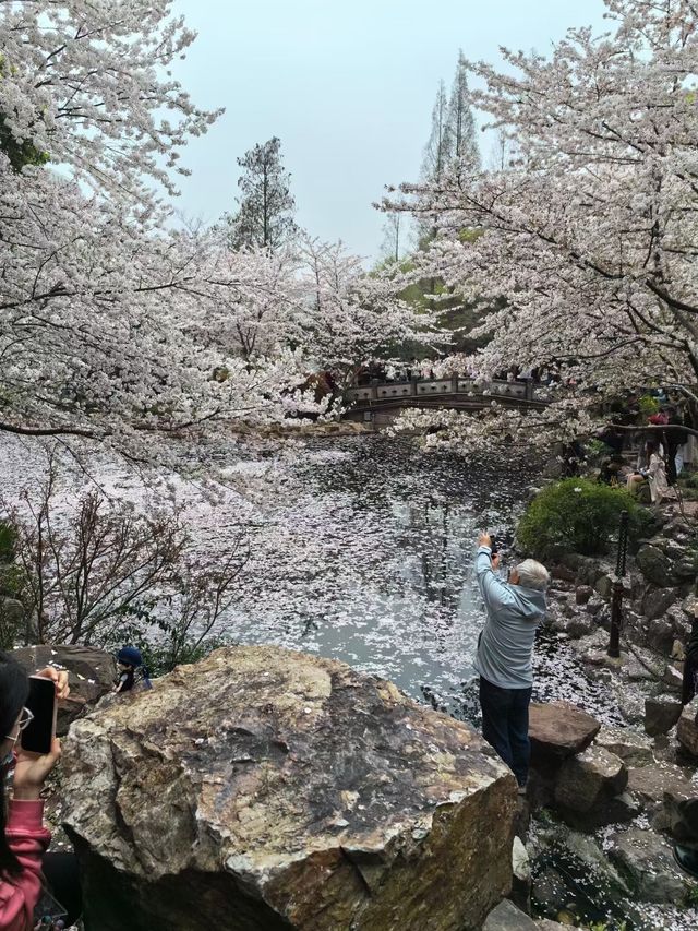 虹口足球場櫻花季，魔都春日嘅浪漫序章