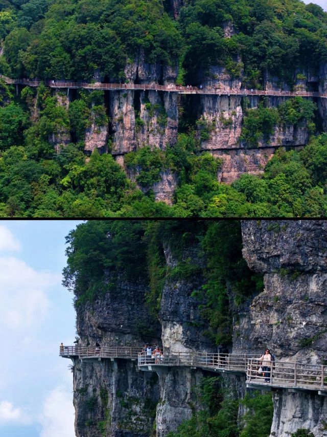 龍頭山雲端漫步｜被這處天然氧吧仙境種草了