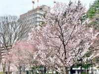 錦町公園，城市中的粉色詩篇