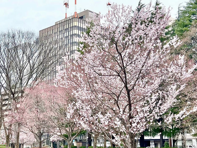 錦町公園，城市中的粉色詩篇