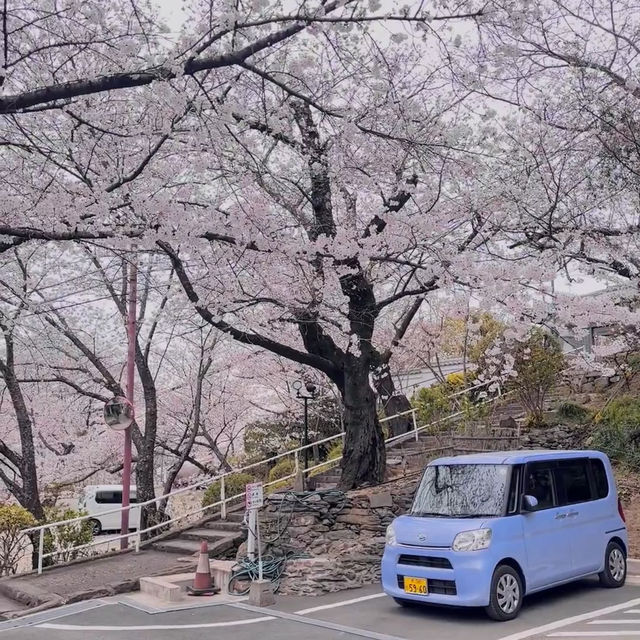 大阪出發紀三井寺 | 穿越千年的古寺之旅
