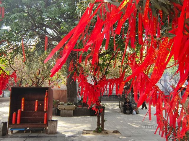 青龍古刹-櫻花綻放
