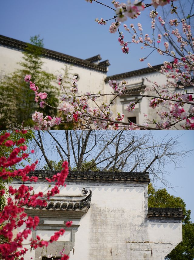今年春天，嚟歙縣睇桃花啦~