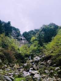 成都 . 都江堰龍池 | 高山杜鵑開啦