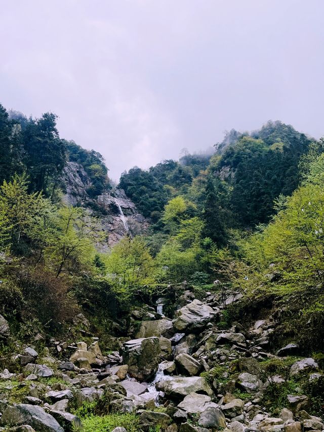 成都 . 都江堰龍池 | 高山杜鵑開啦