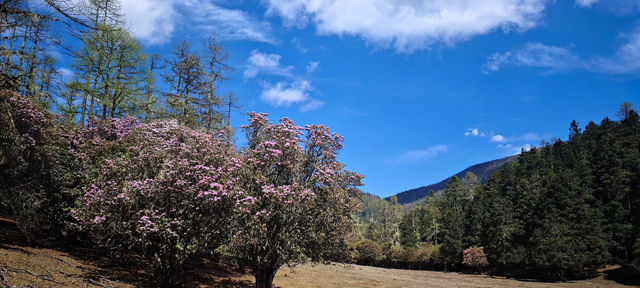 哈巴雪山杜鵑花季及露營體驗