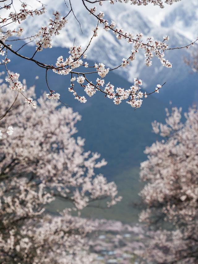 比起索松村，我更愛這個人少且免費的桃花村～