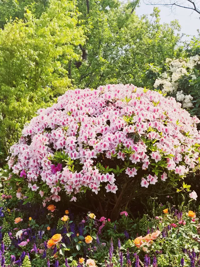 Must-Visit Spot for Flower Viewing in Shanghai During May Day: Binjiang Forest Park's Stunning Sea of Flowers