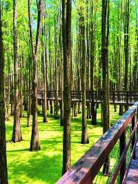 青山湖 | 邂逅城市中的詩意水鄉，開啟靜謐湖居之旅