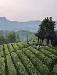 西安1.5h三省交界茶園深處神仙日子