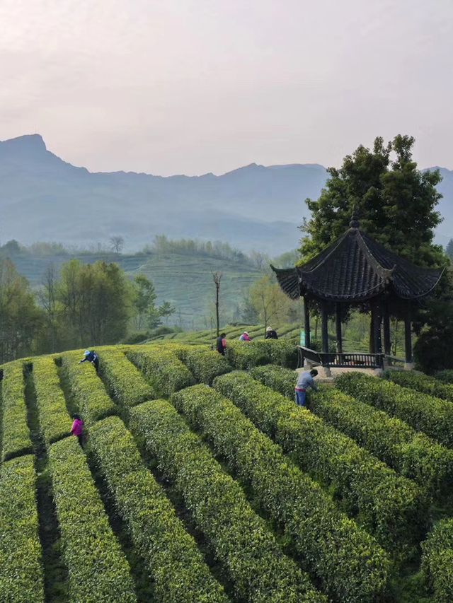 西安1.5h三省交界茶園深處神仙日子