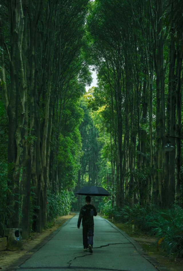 雨天的華南植物園就是送給i人的禮物