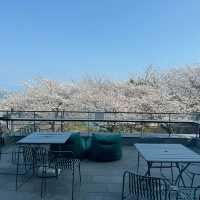 🌸釜山櫻花季必衝！海雲台「櫻花咖啡廳」美到像漫畫場景！