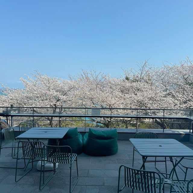 🌸釜山櫻花季必衝！海雲台「櫻花咖啡廳」美到像漫畫場景！