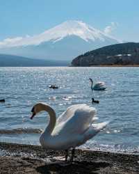富士山一日遊，東京出發，山中湖河口湖