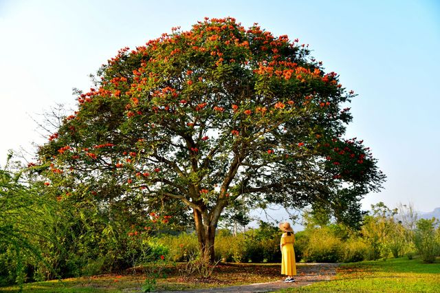 西雙版納熱帶植物園：熱帶植物王國