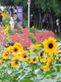 深圳寶子們快看！市民中心藏了片「現實版陽光畫布」🌻✨五一假期誤闖這片向日葵花海，直接被美到走不動路！
