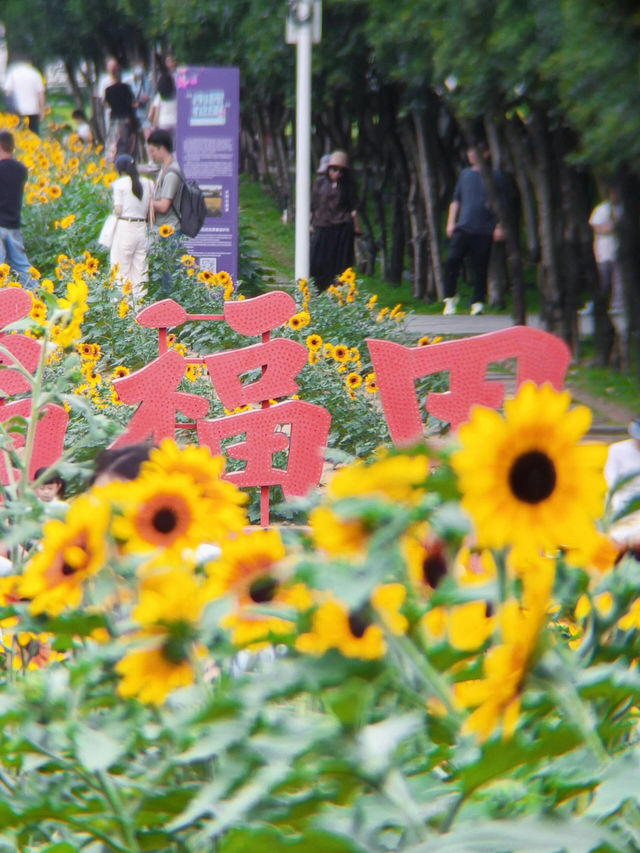 深圳寶子們快看！市民中心藏了片「現實版陽光畫布」🌻✨五一假期誤闖這片向日葵花海，直接被美到走不動路！