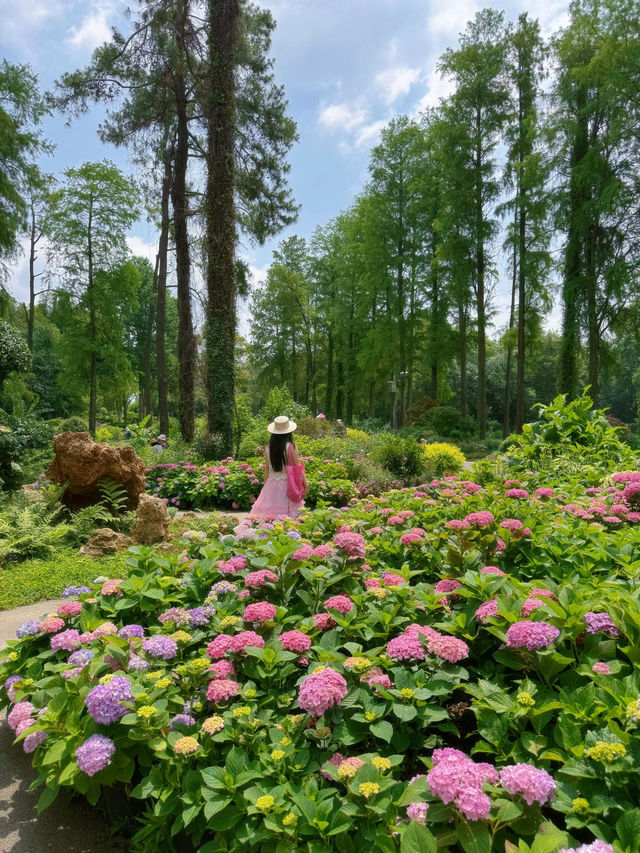 救命！！在武漢誤闖愛麗絲仙境花園💐實況live美到窒息😭