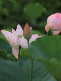 探索華發水郡濕地公園：邂逅荷花盛放的詩意時光