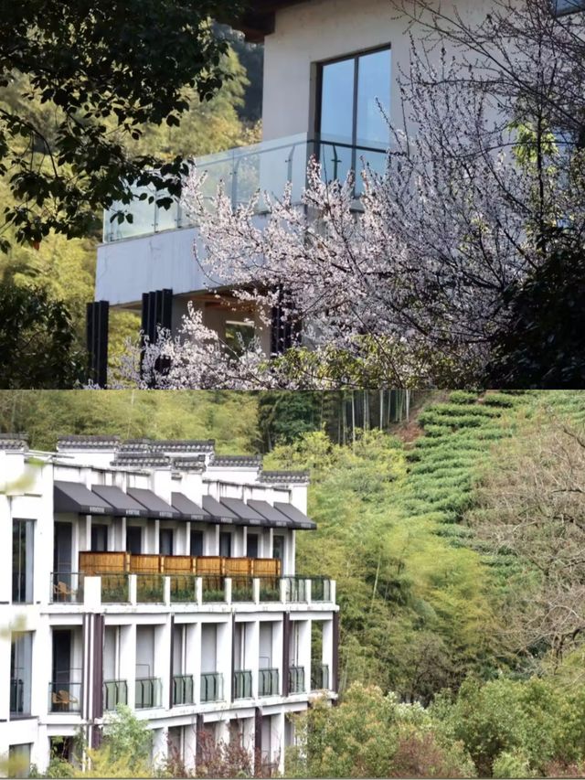 住進千畝茶山之間的森林草屋