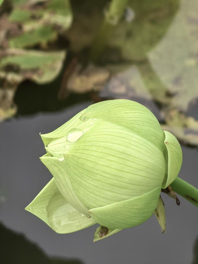 雨中漫遊圓明園，邂逅合歡花與荷花的詩意